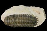 Bargain, Crotalocephalina Trilobite - Atchana, Morocco #163181-2